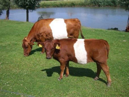 Doornenburg : Rücken und Bauch sind von einem weißen Band umschlossen. Diese Kühe sieht man nur noch selten.